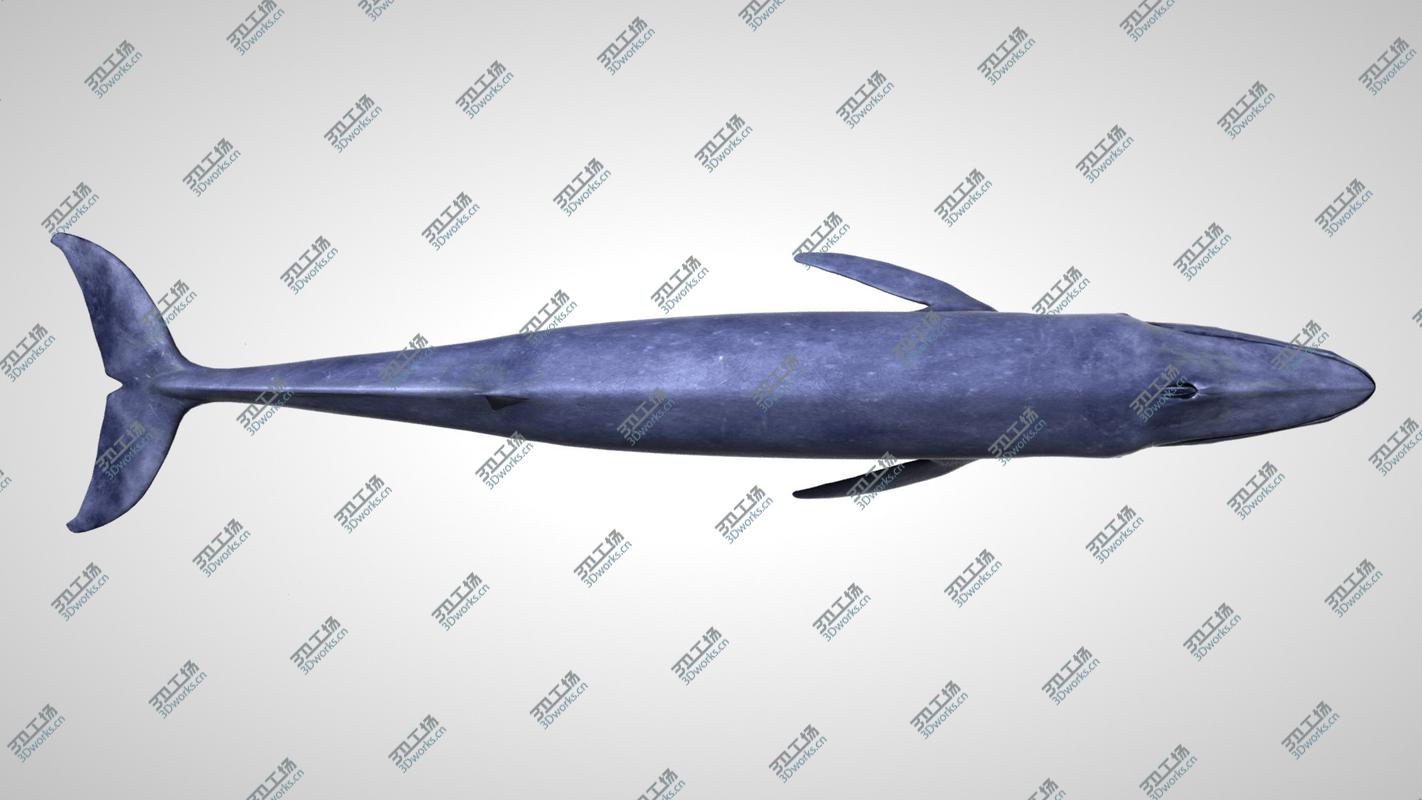 images/goods_img/202105073/3D Blue Whale with Octane Support/5.jpg